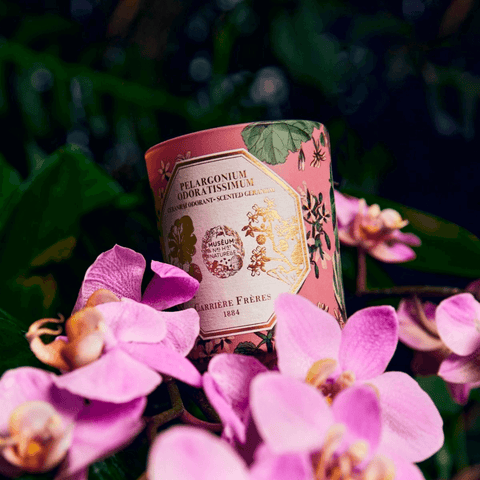 Geranium Candle