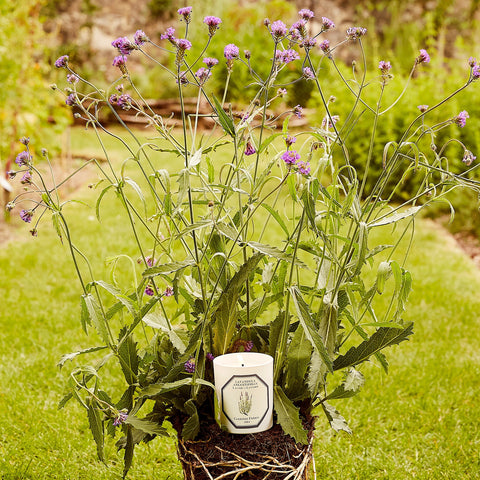 Lavender Candle